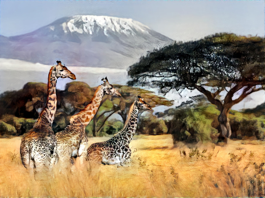 Rare Giraffes with Leucism