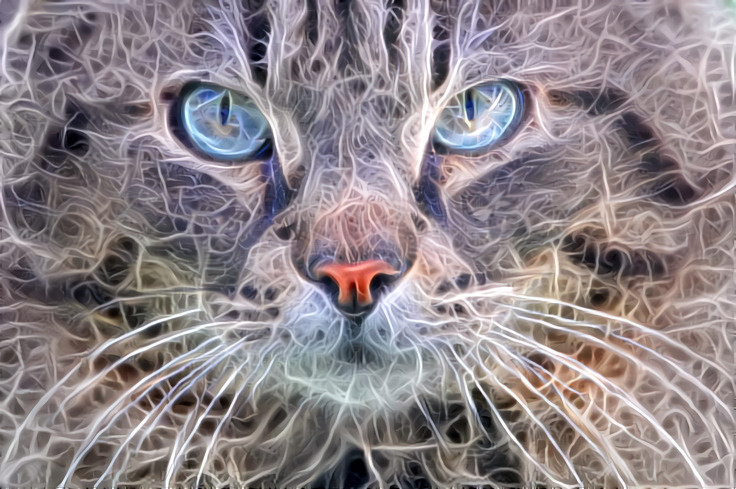 Deep Dream: Fluffy Cat (Ver.3)