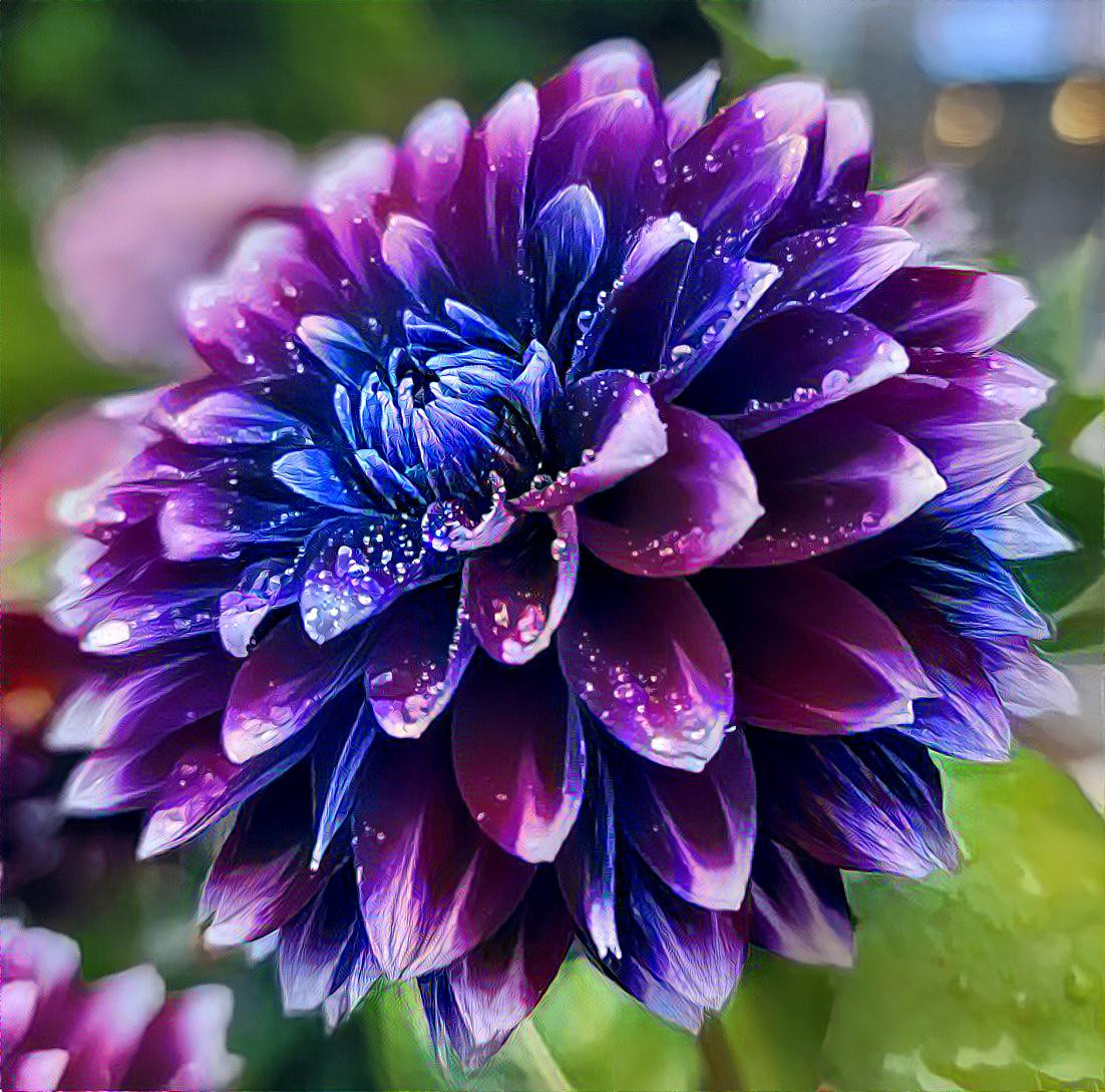 Fantastic beauty, Dahlia 2