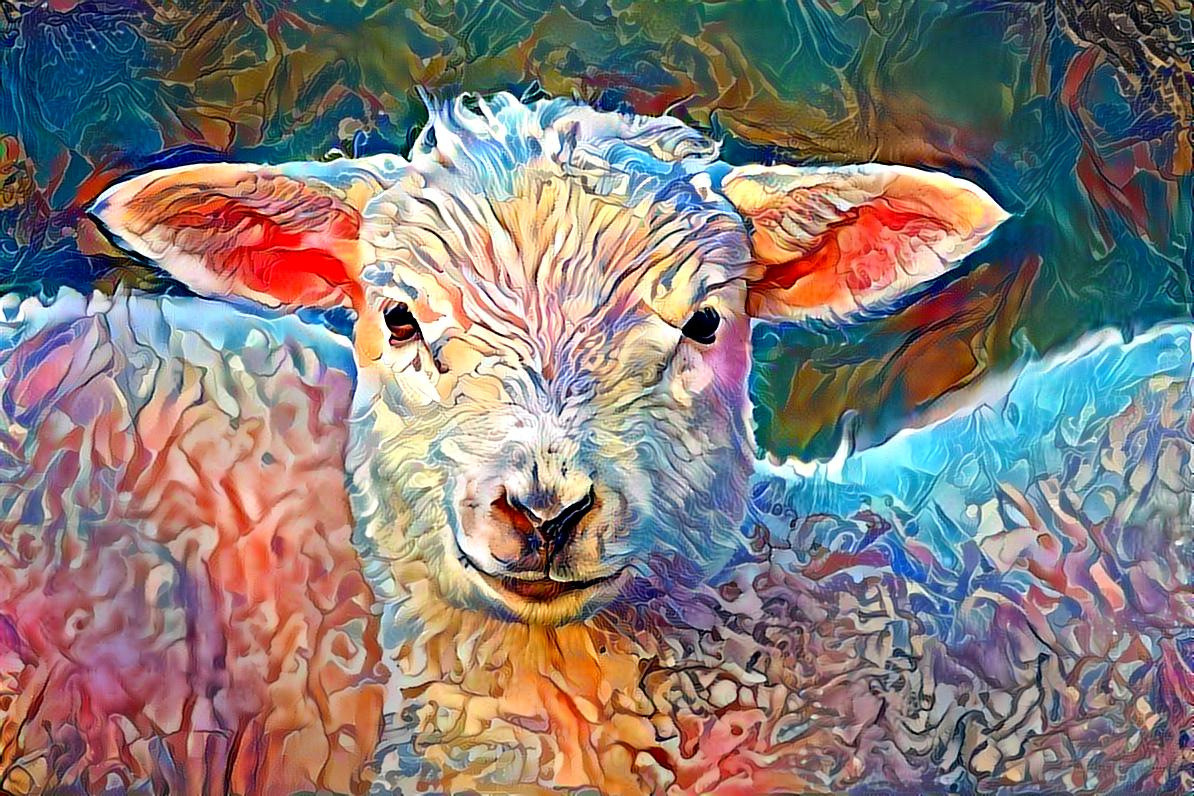 sheep