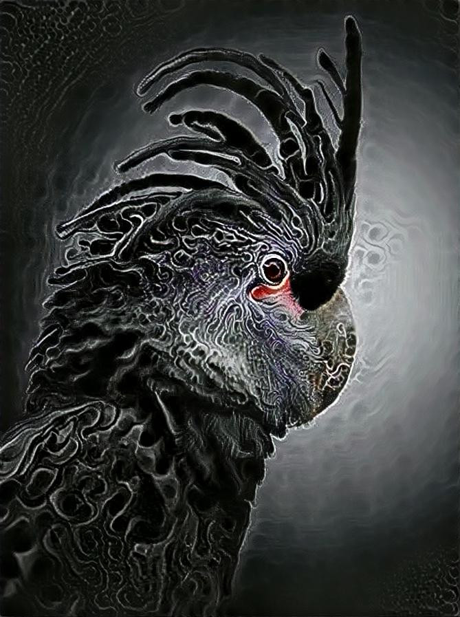 Black Cockatoo