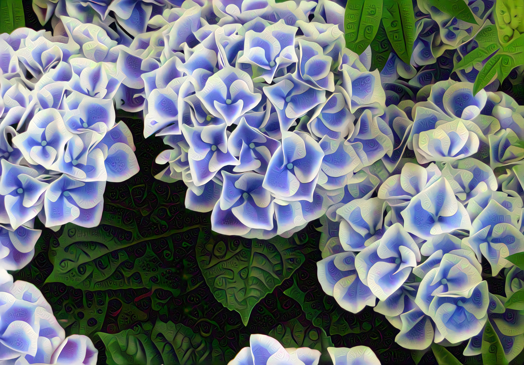 Hydrangea Blue Margine'