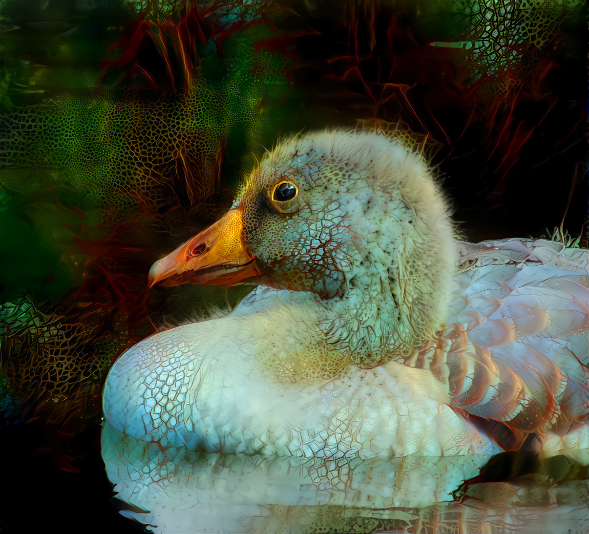 My own photo, Gosling