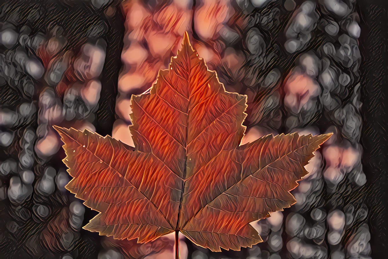 Maple Leaf