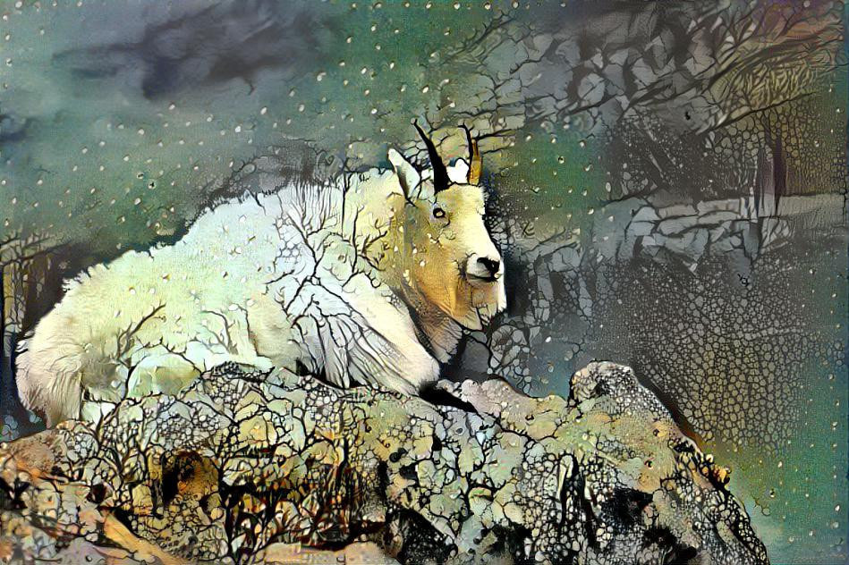 Colorado Mountain Goat