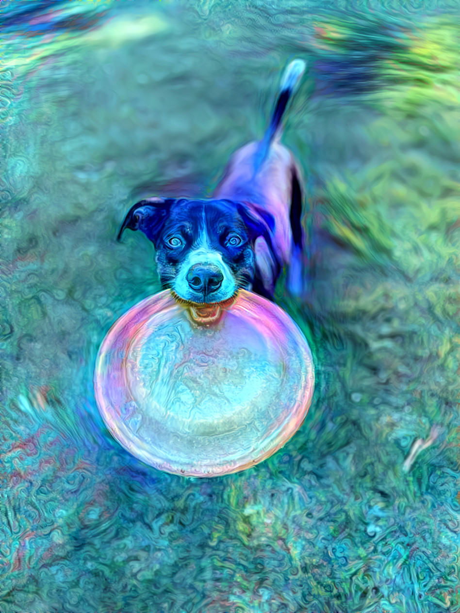 Frisbee Hippie Border Collie 