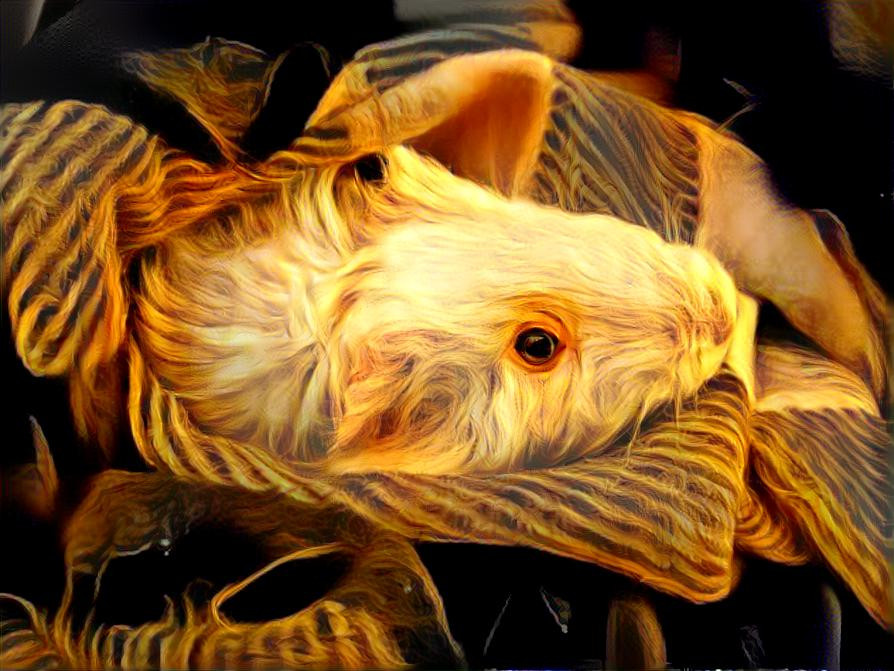 Golden Piggy