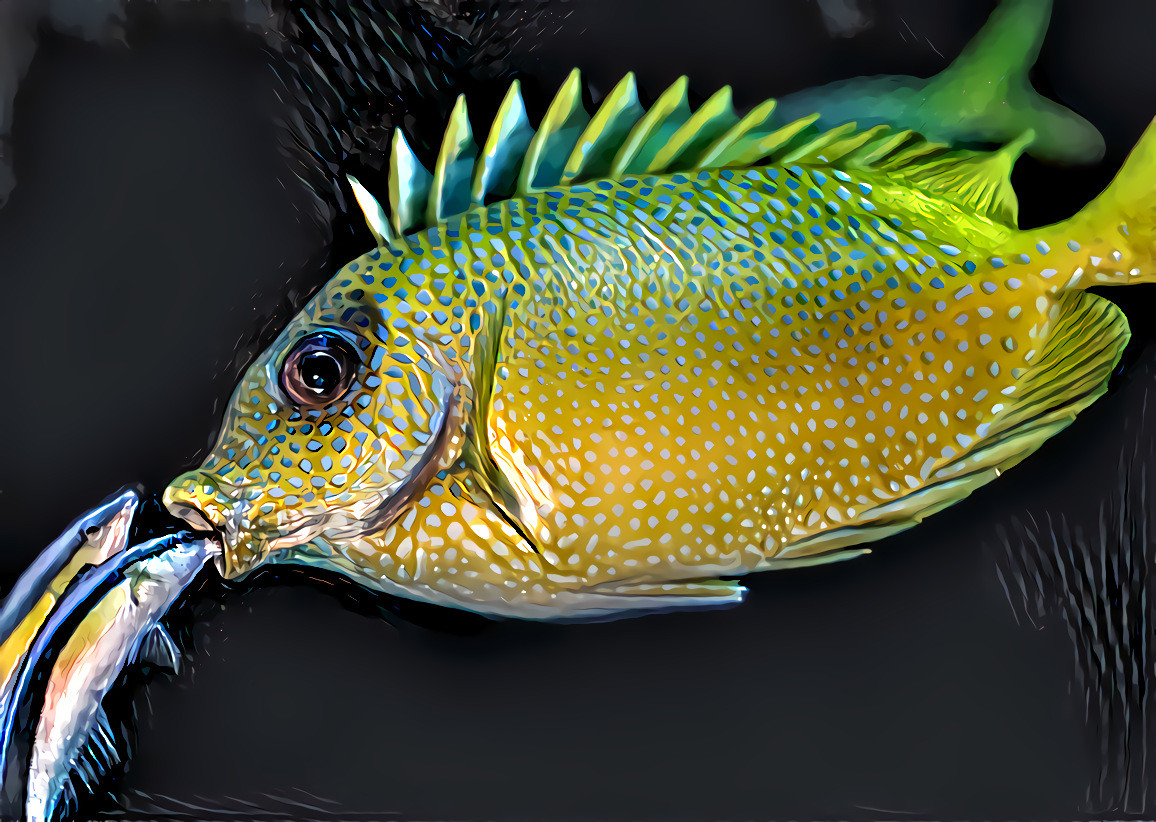 A Rabbitfish gets a “flossing” from two cleaner Wrasses, Cairns Aquarium, Cairns City, Australia.  Source photo by David Clode