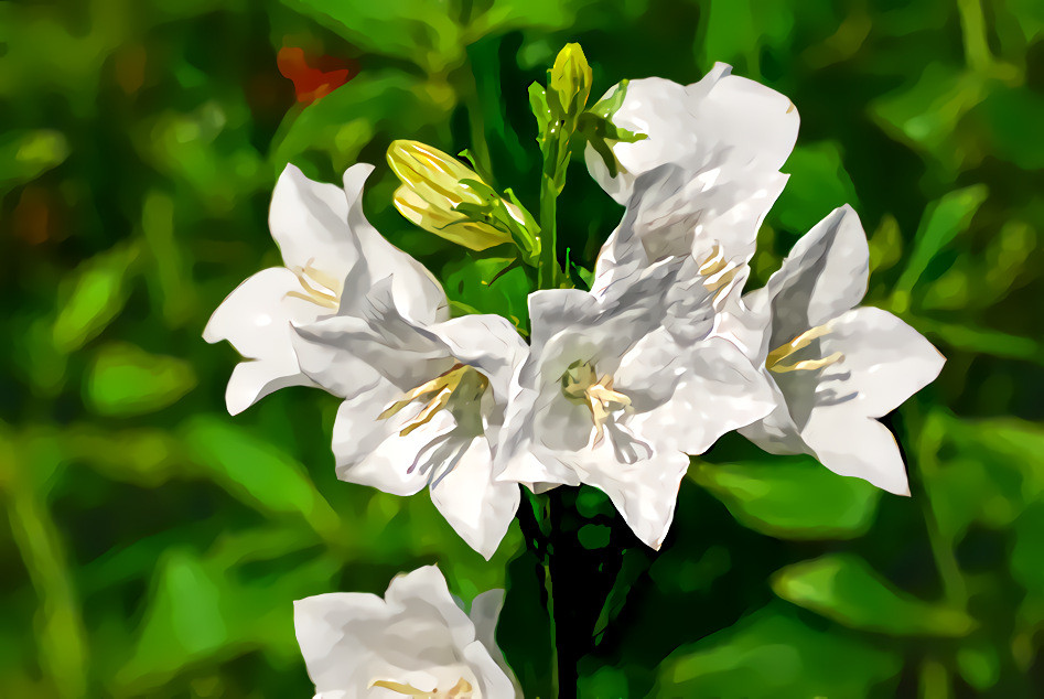 Campanula