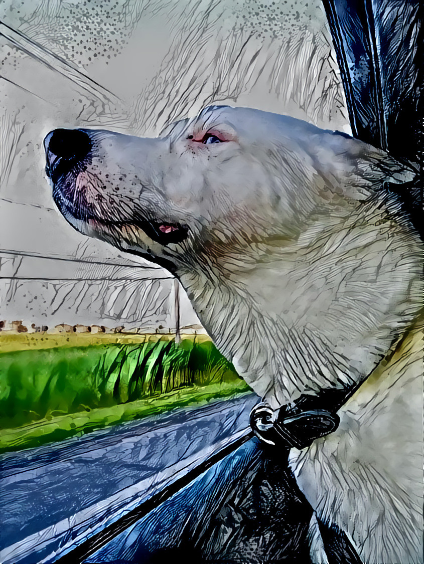 Mammou, My White Husky-Malamute — A Car Ride Makes Him the Happiest Dog in Town! (Photograph Taken Today, July 6, 2019)