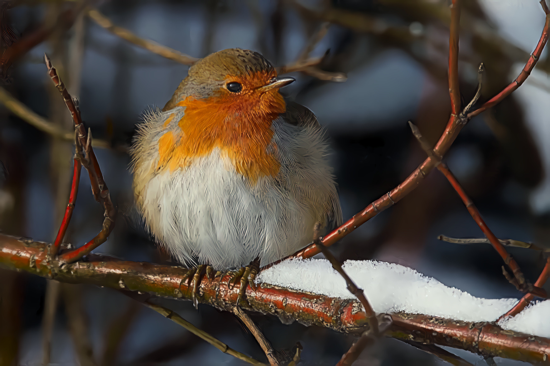 Little Robin, Snowy Branch