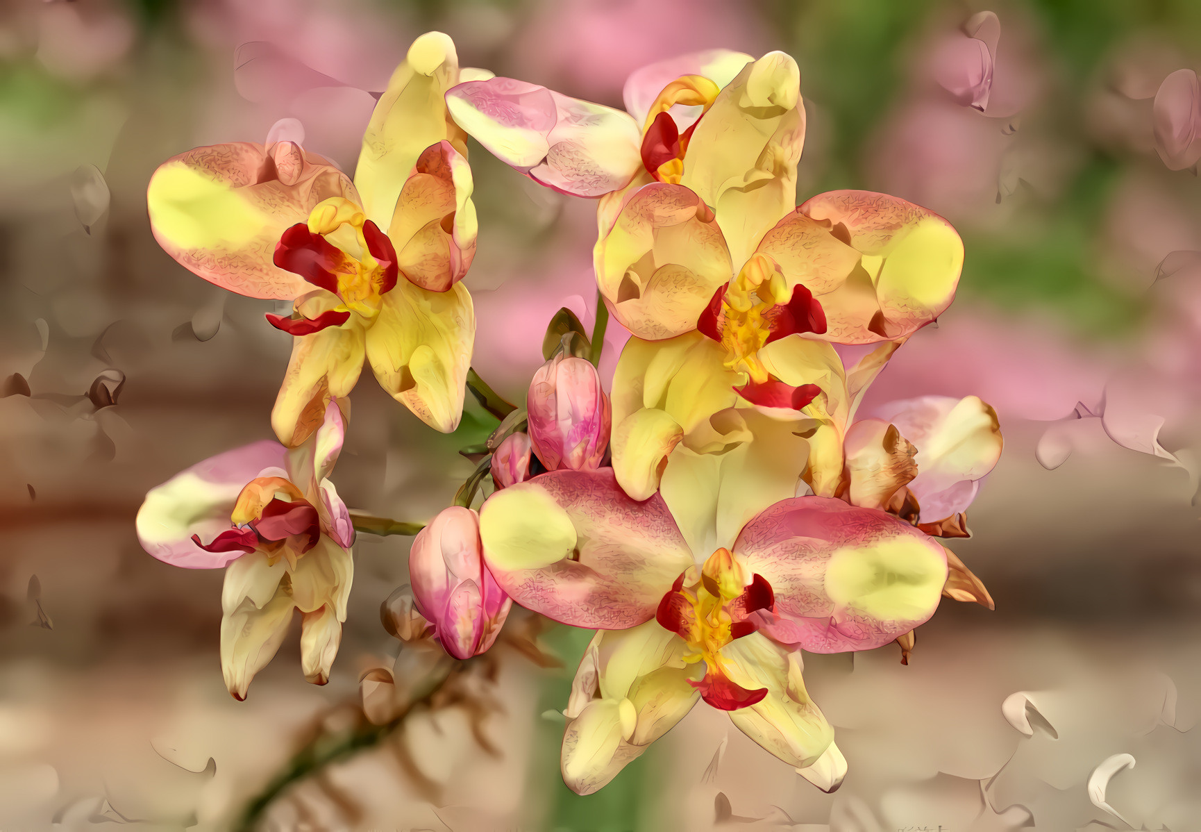 Phalaenopsis Orchid, Red Yellow