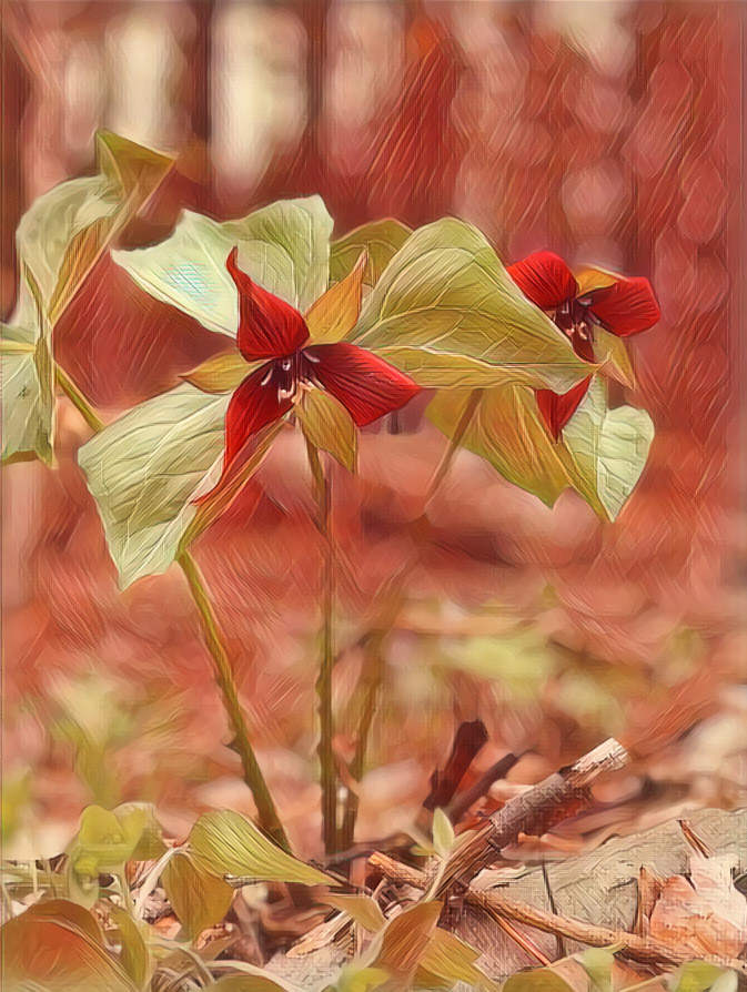 Trillium 