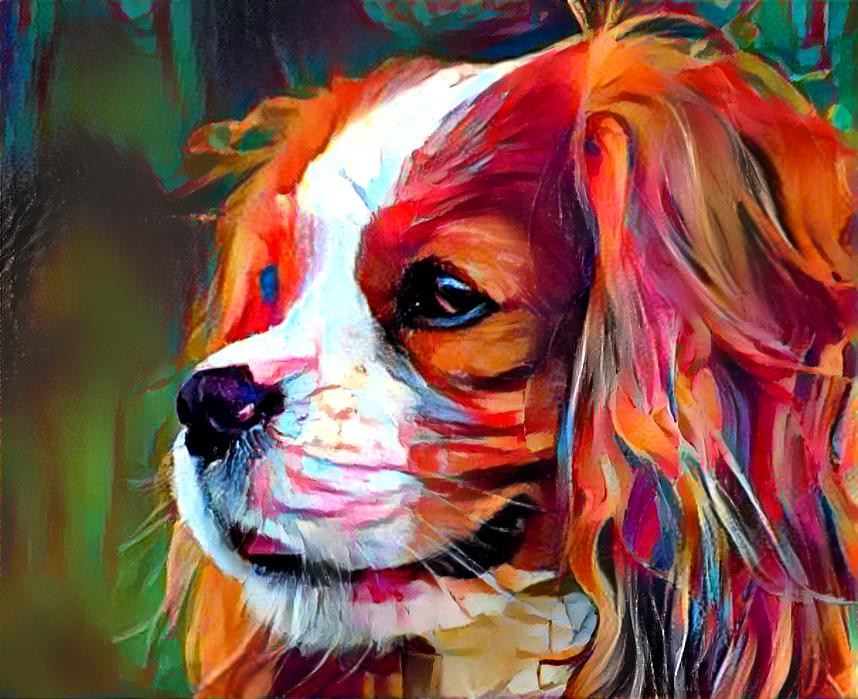 King Charles Spaniel