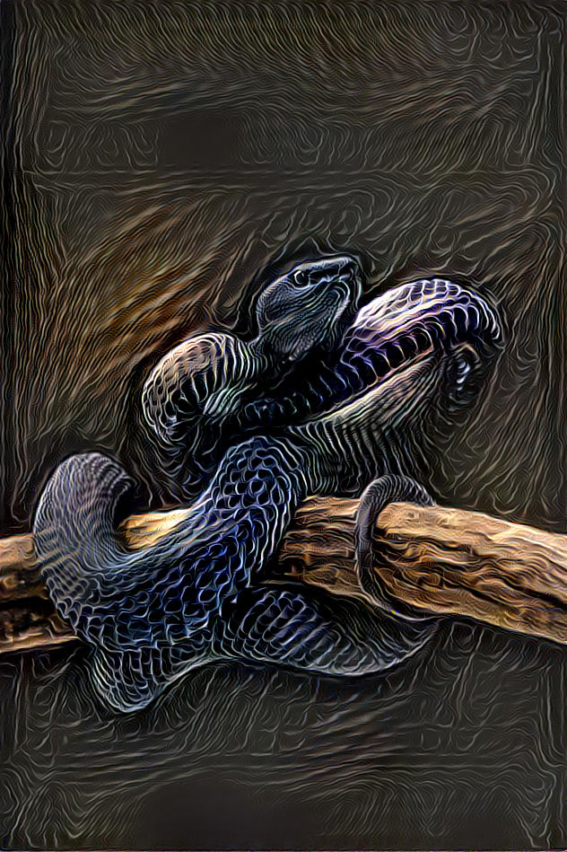 Black Snake