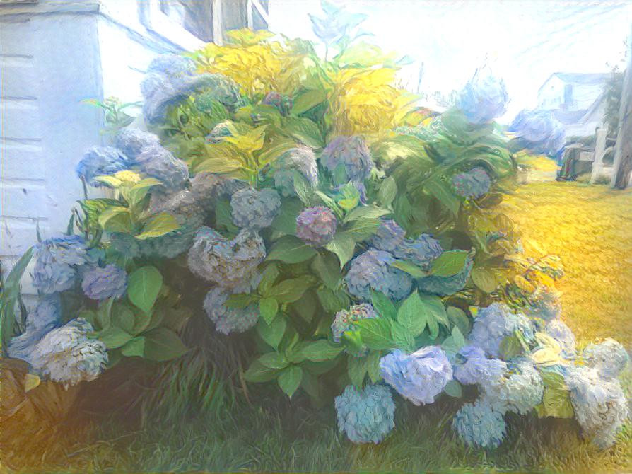 Hydrangeas at the Cottage