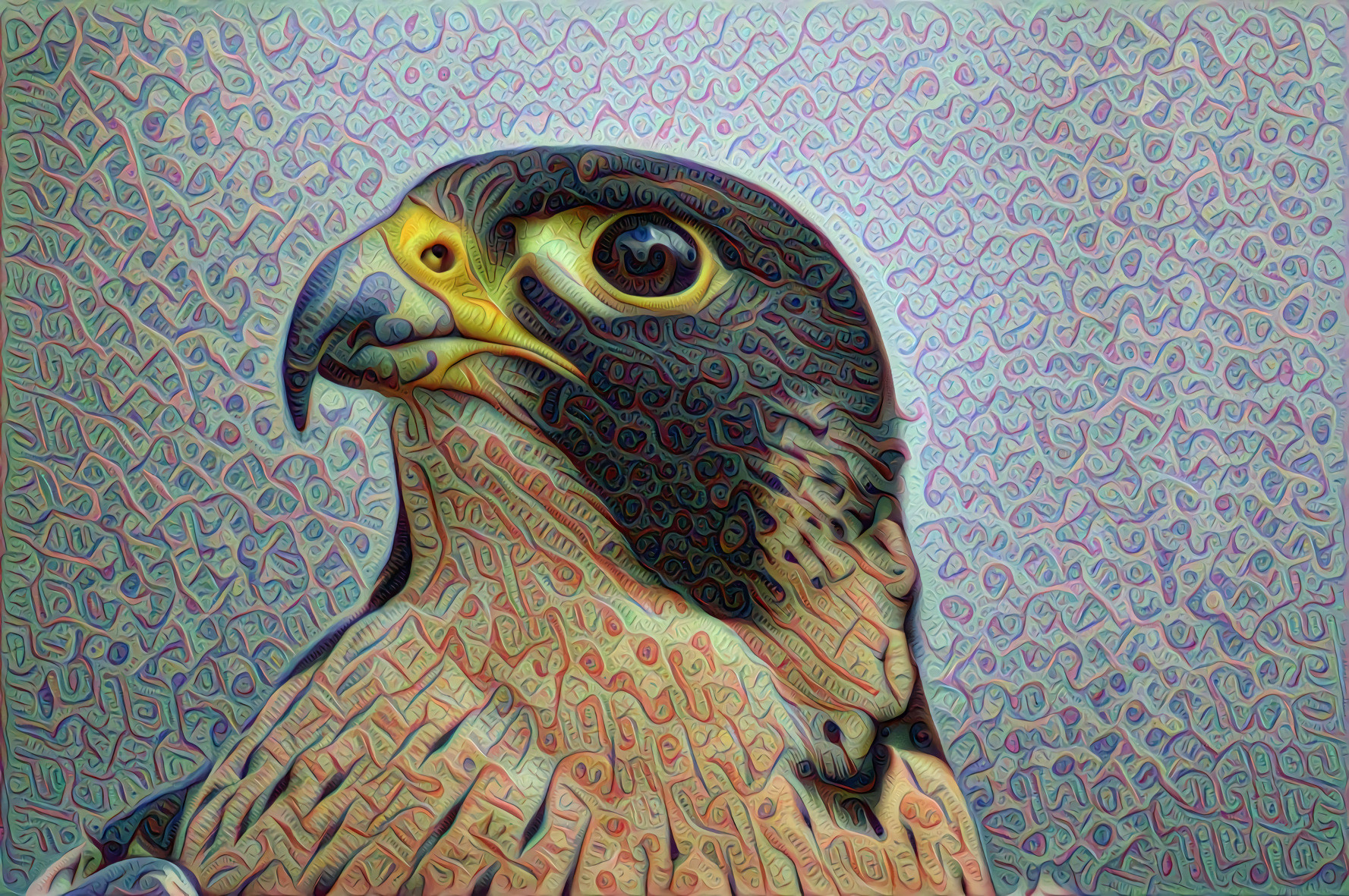 Peregrine Falcon