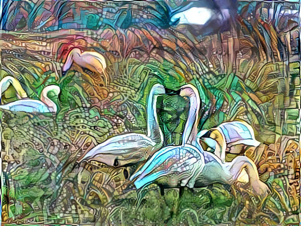 Tundra Swans @ Flower Beach,De