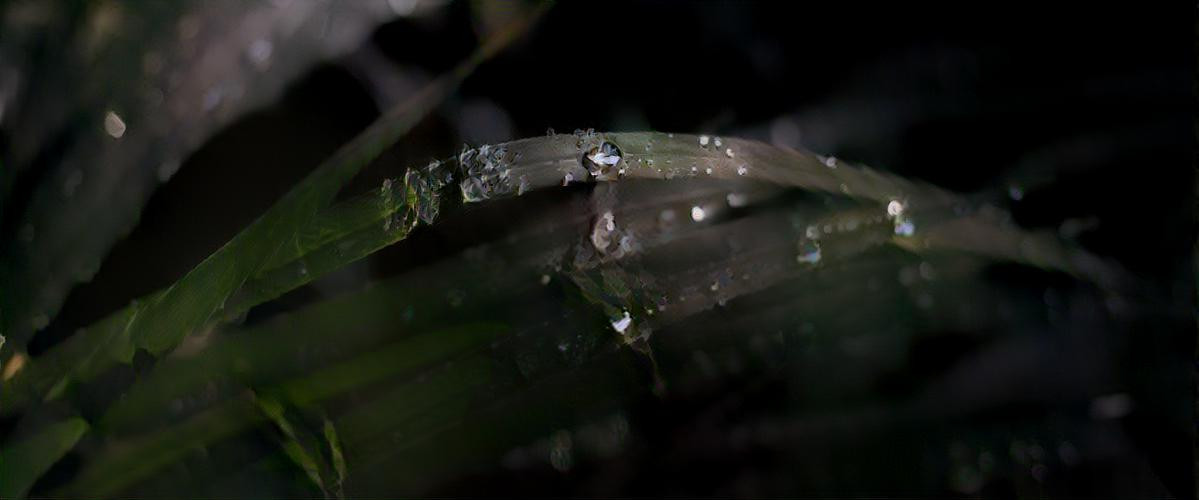 Shards of Grass