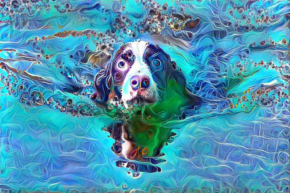 Springer Spaniel swimming