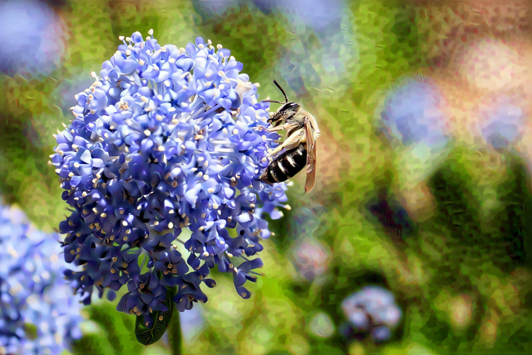 California Lilac