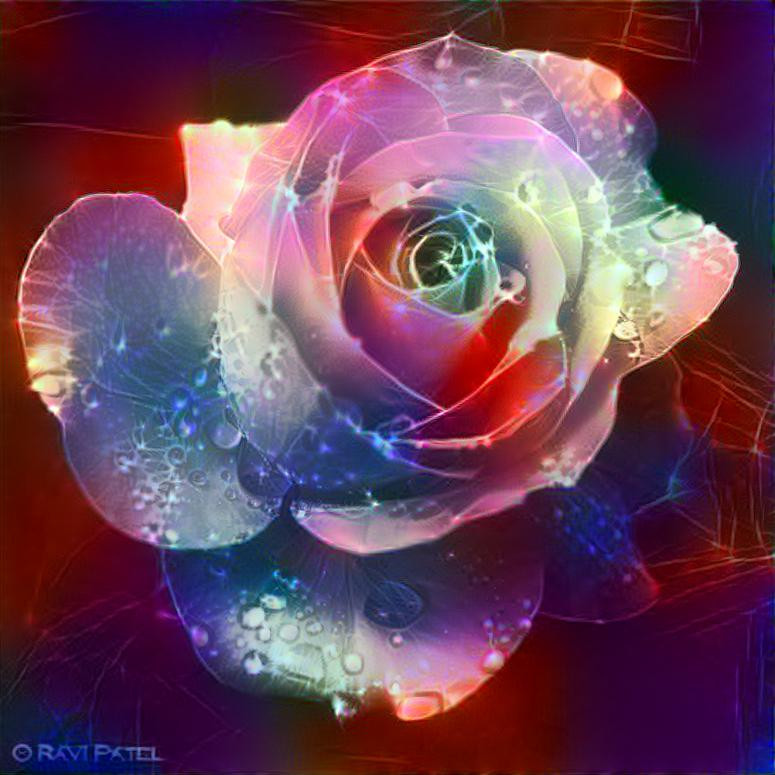 galactic rose