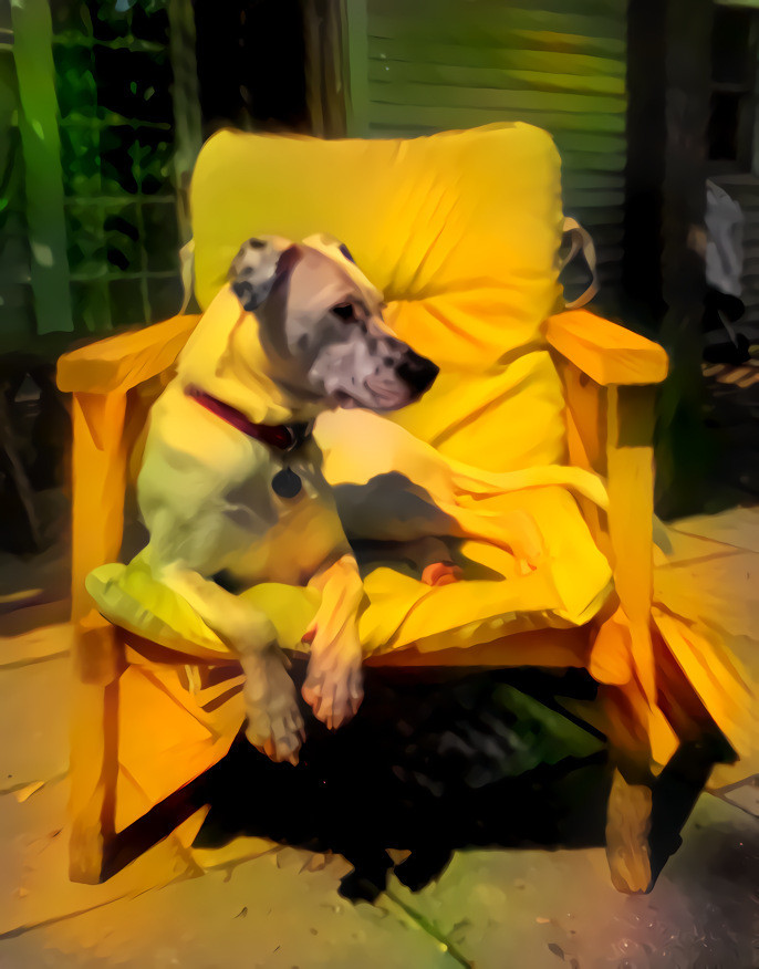 Dog in chair