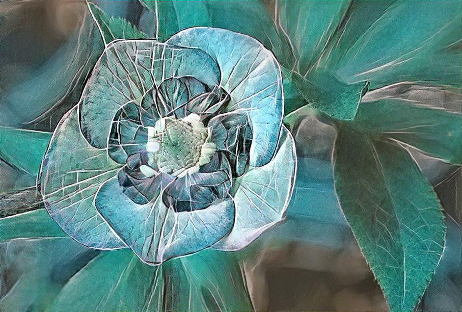 Helleborus