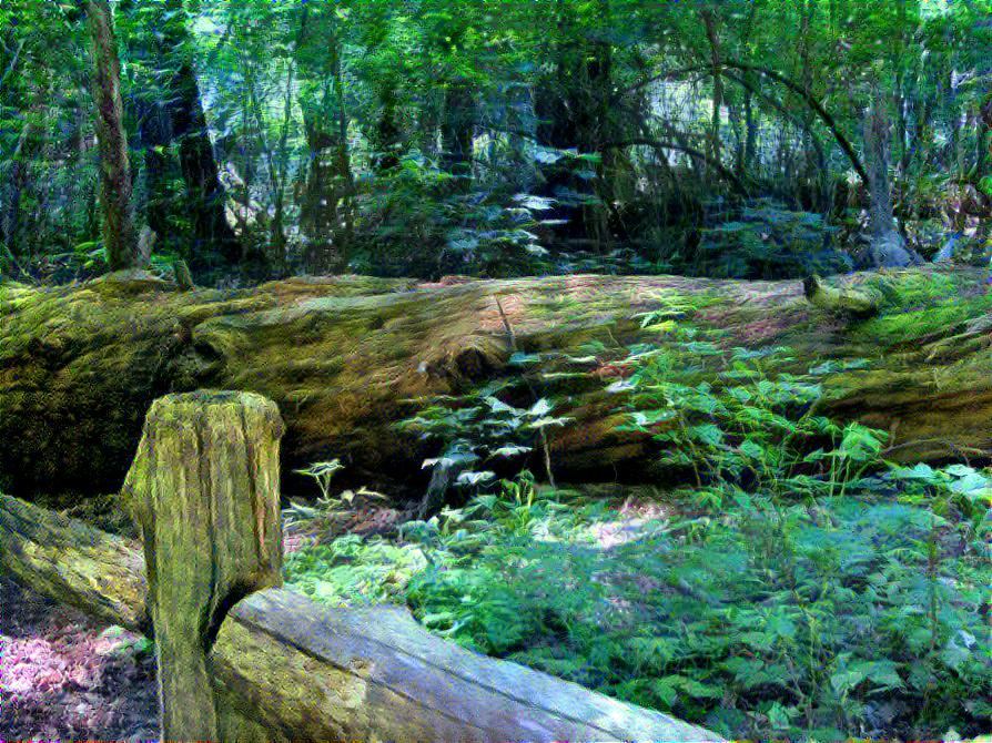 Large Fallen Pine Tree