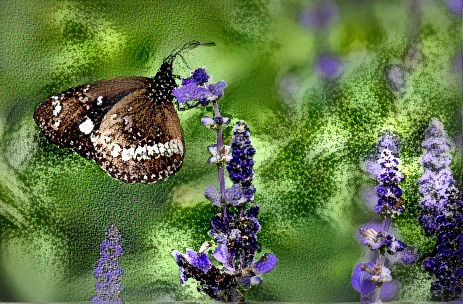 Lavender and Brown