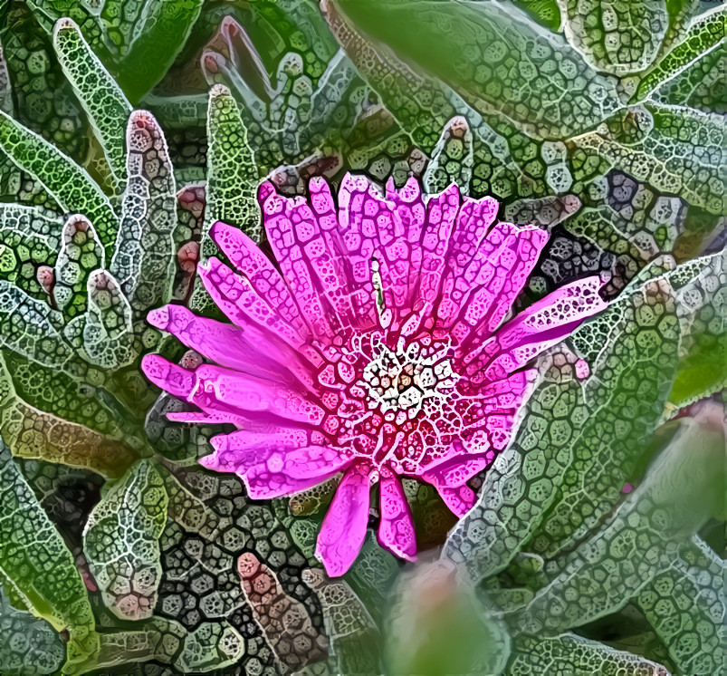 succulent in bloom