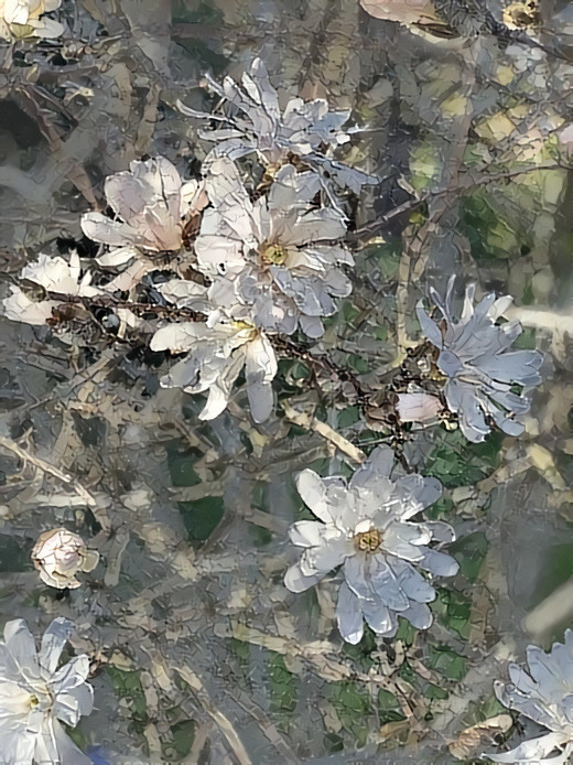 My Star Magnolia has started to bloom.  It must be Spring, and it smells heavenly.