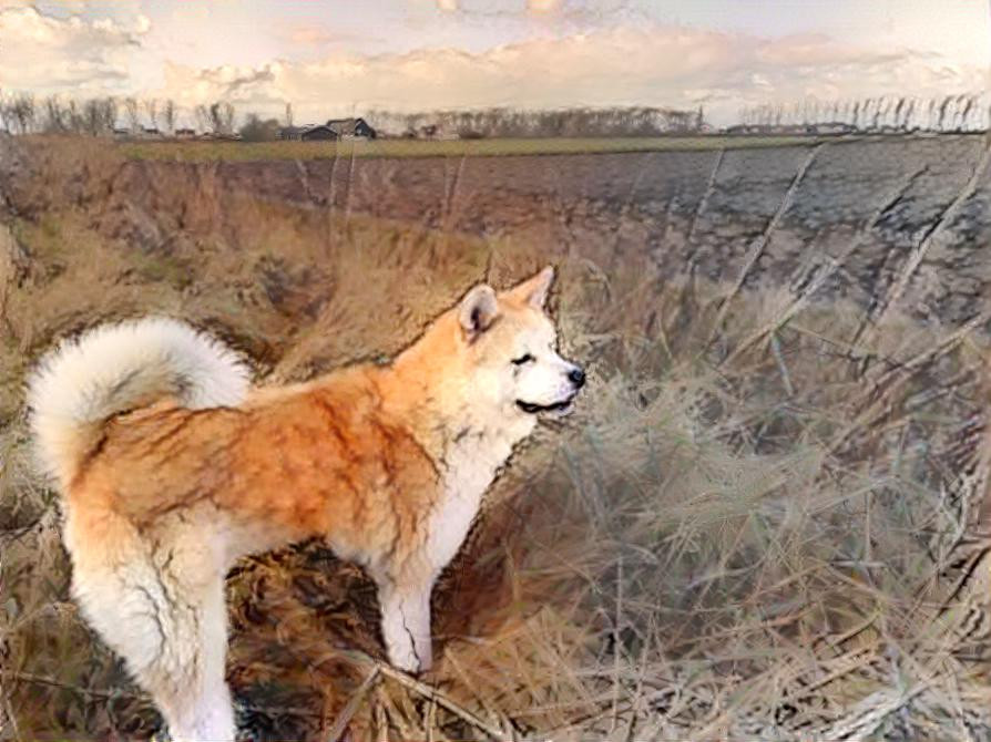 Akita inu