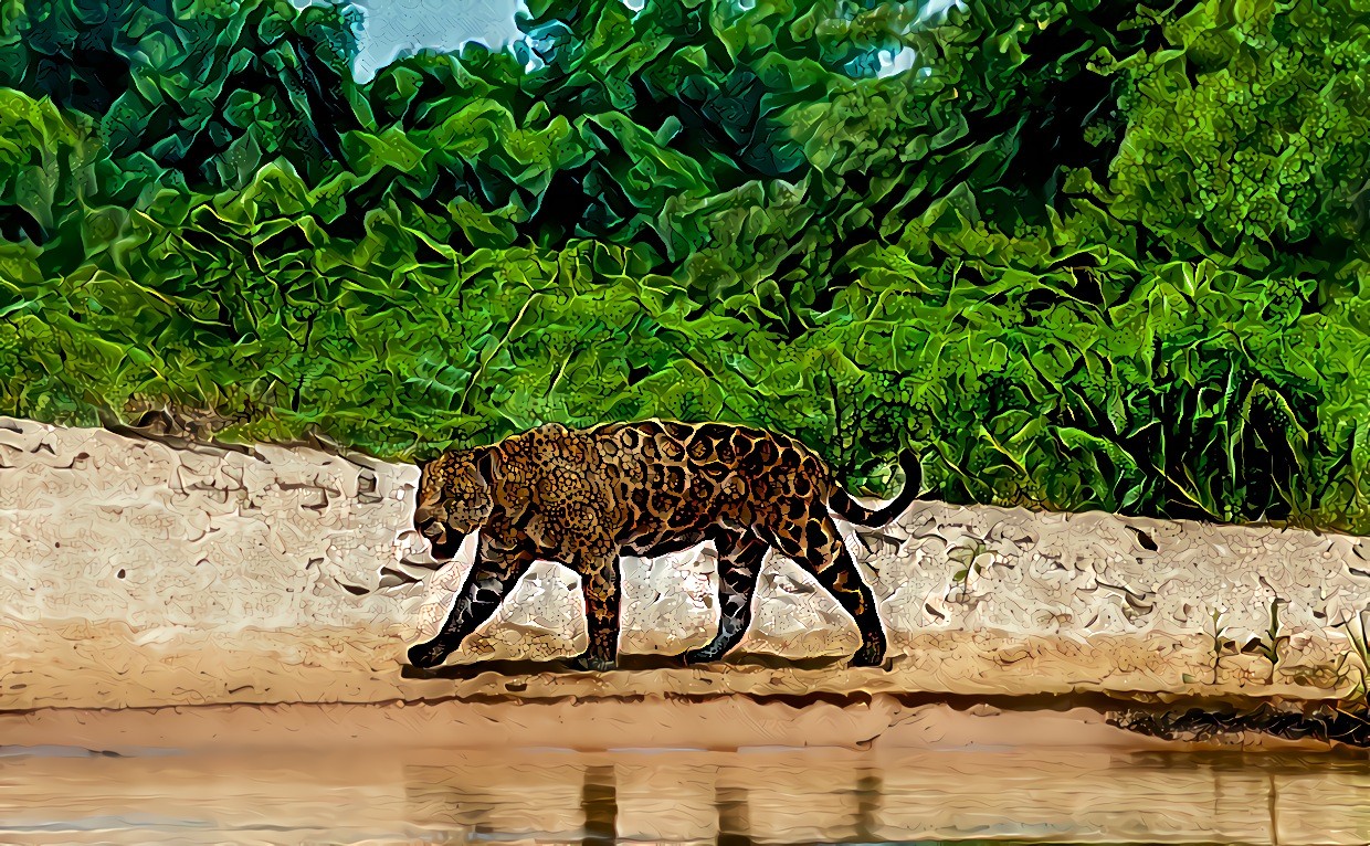 Jaguar in the Pantanal, Brazil