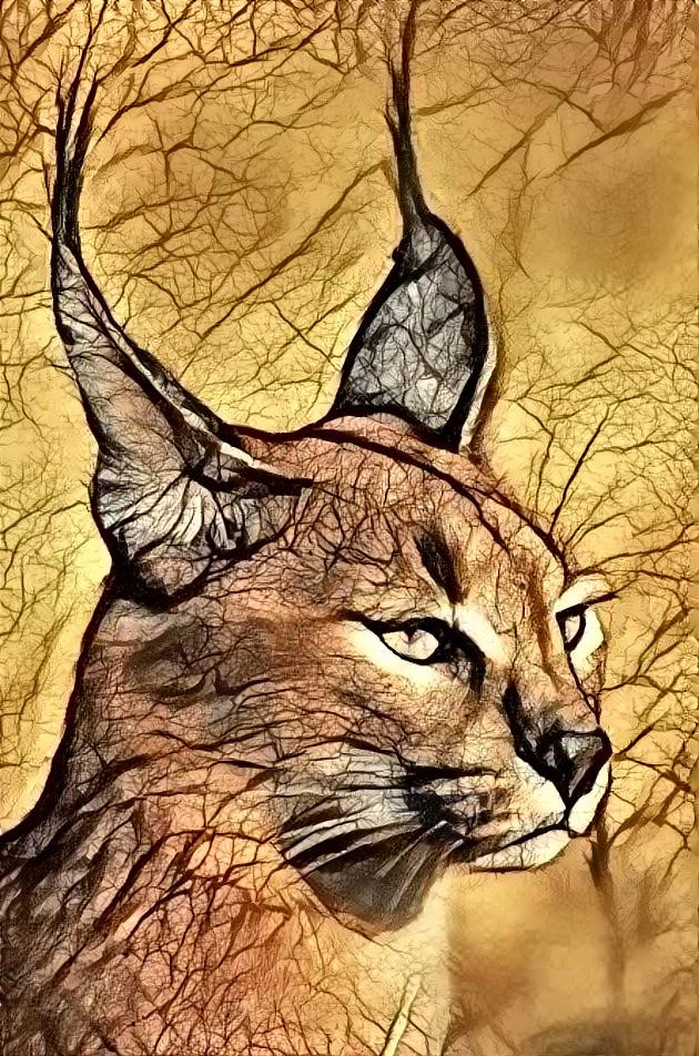 Caracal