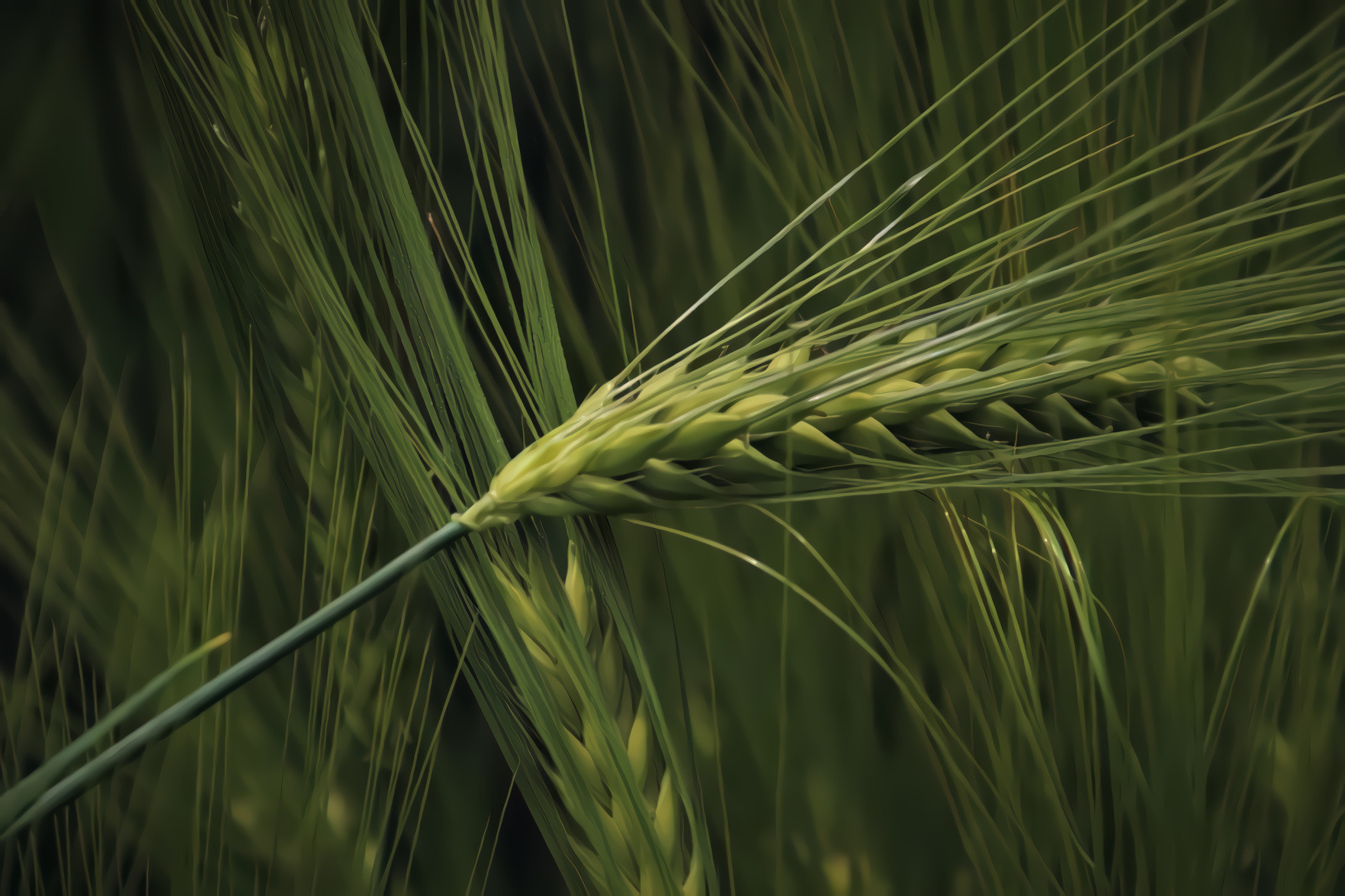 Morning Wheat Ears