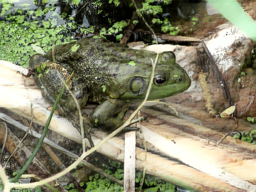 Frog at the wetlands in Fountain Colorado