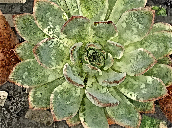 Succulent #3