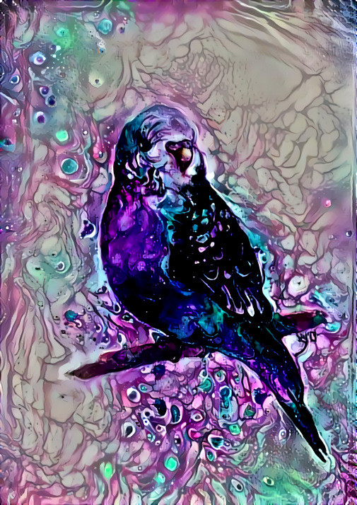 Twilight Budgie