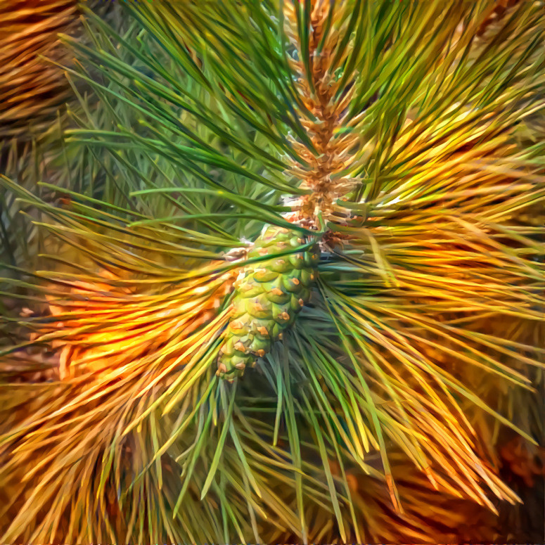 Cone Alone in the Forest