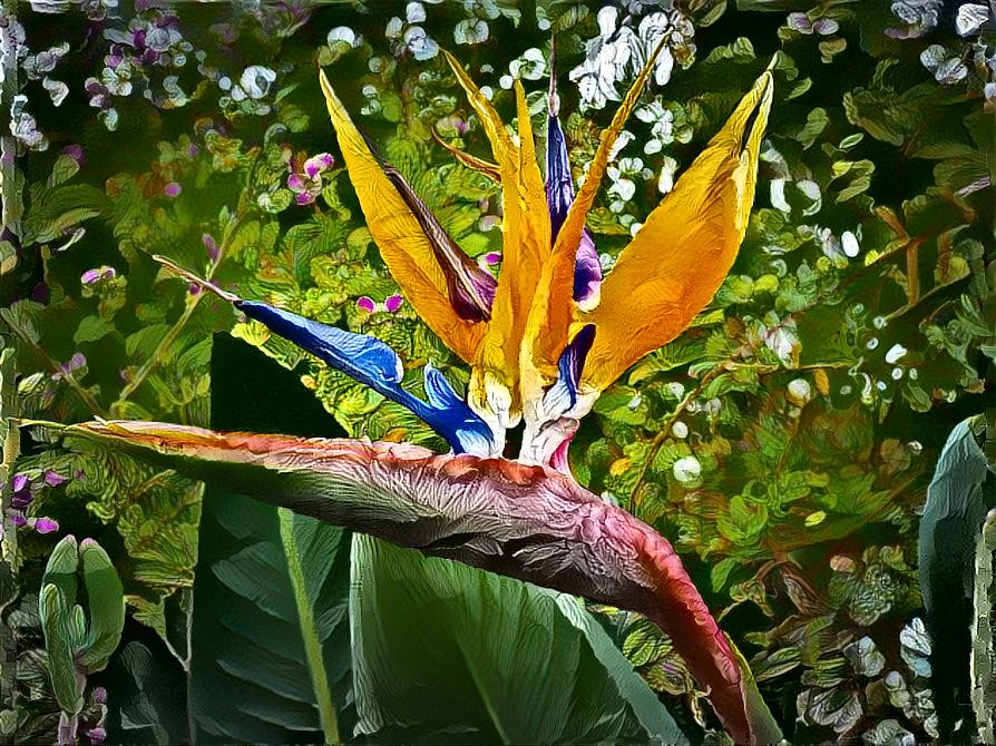 Bird of paradise