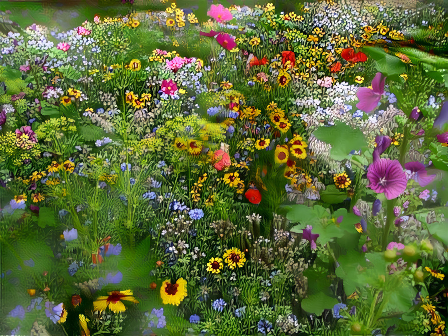 Meadow flowers