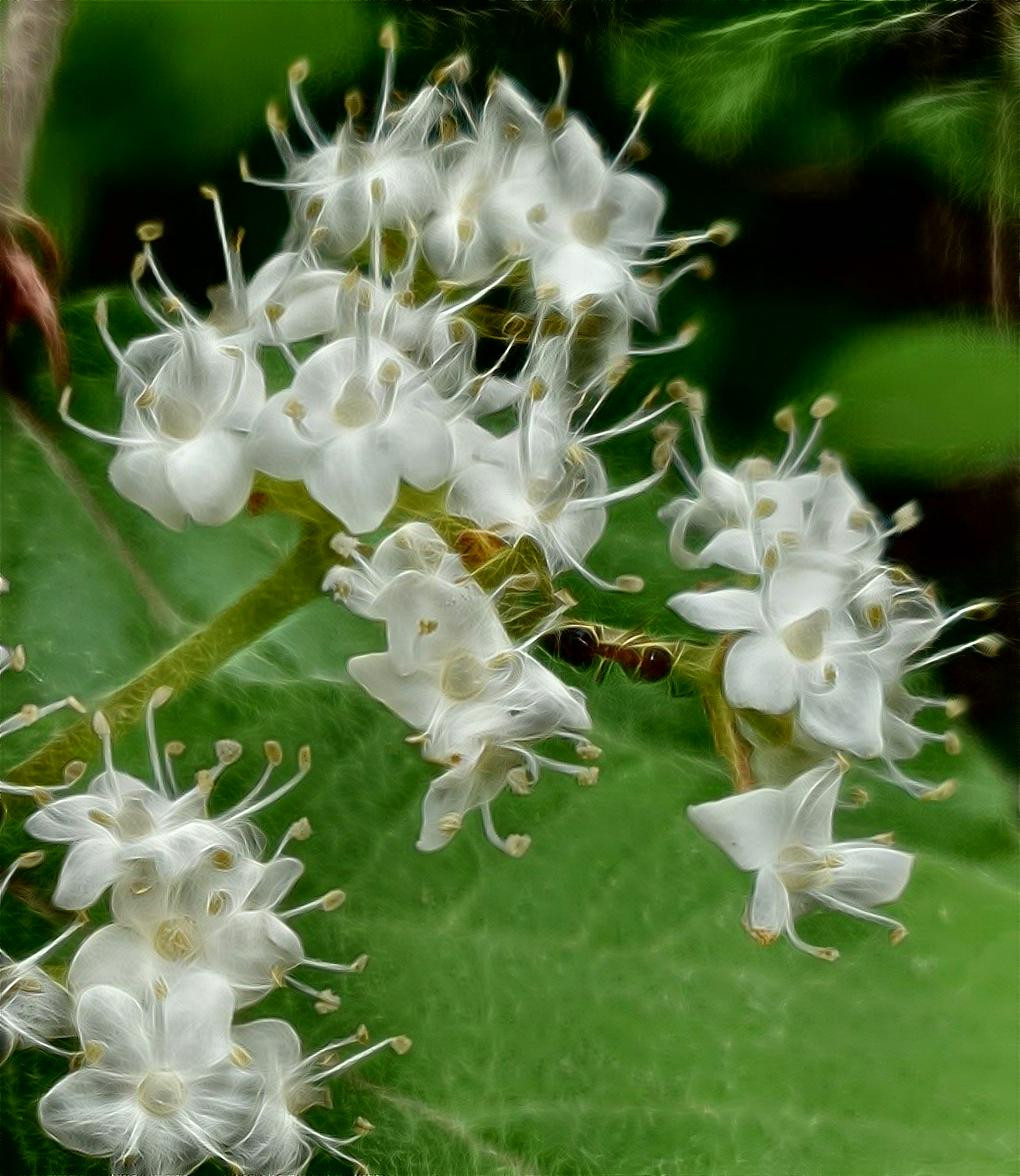 Flower and ant