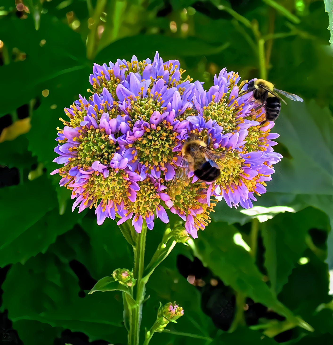 Purple Flower