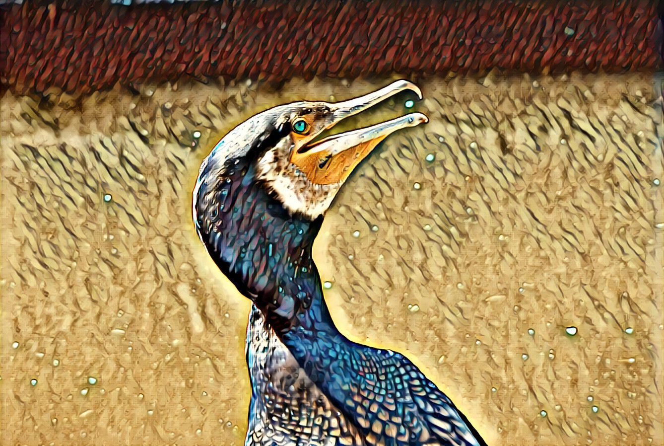 Cormorant encounter