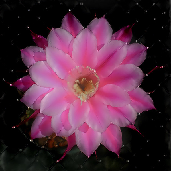 Cactus flower