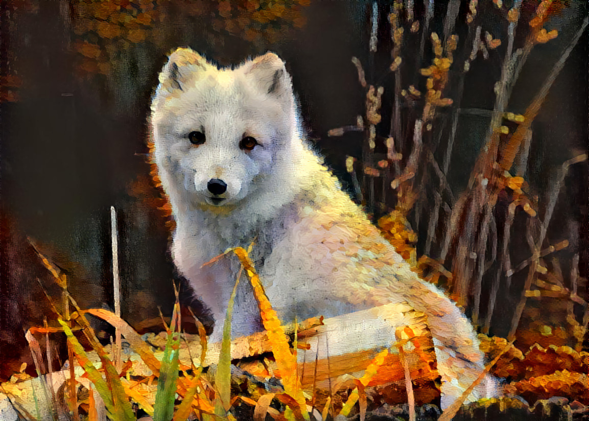 Arctic Fox