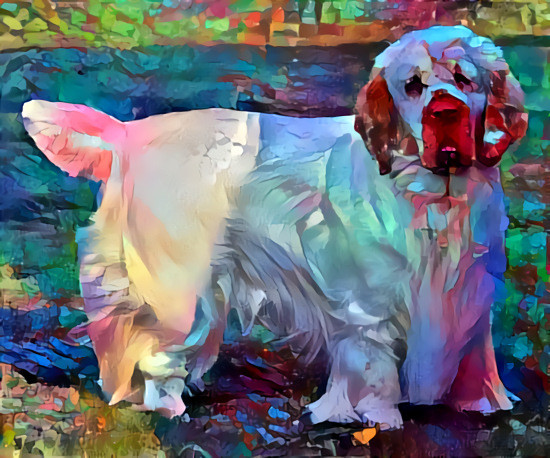 Clumber spaniel