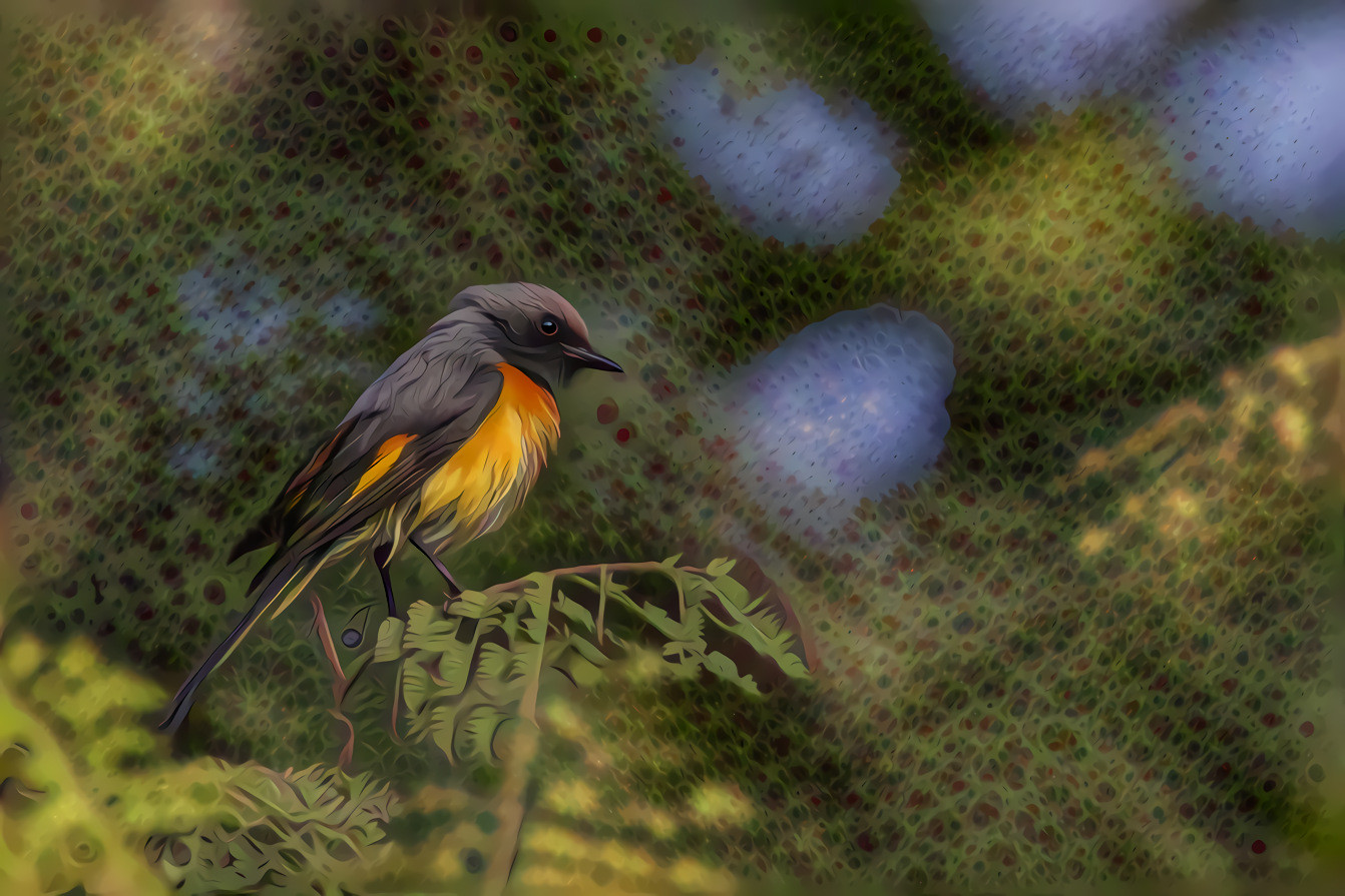 Small Bird, Mysore India