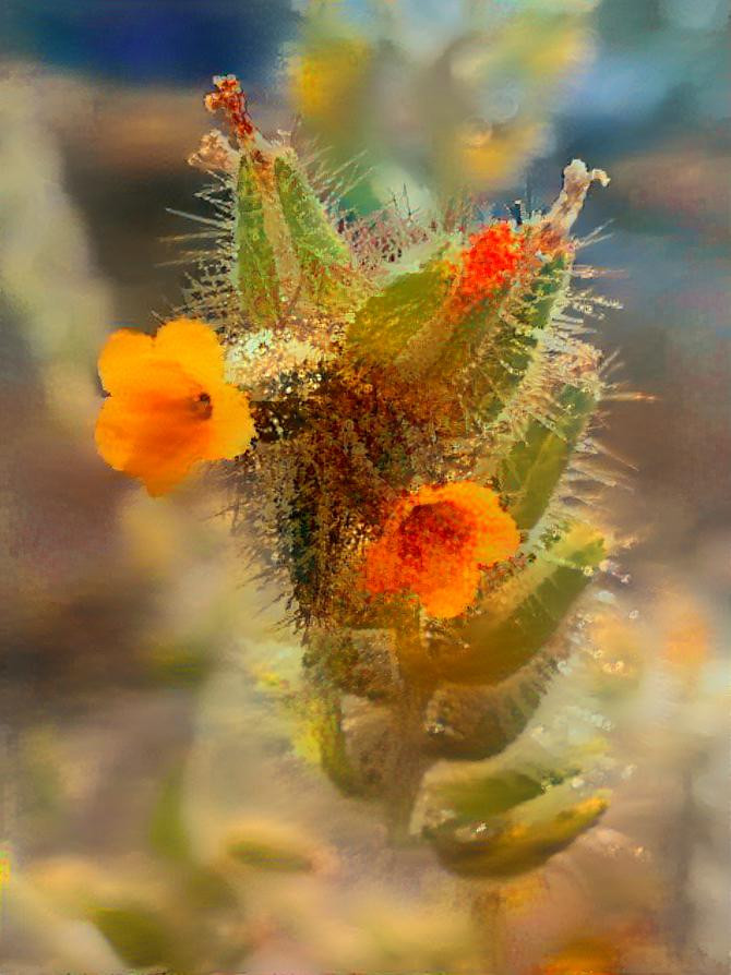 Wild tobacco flowers